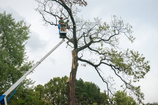 Best Palm Tree Trimming  in West Wood, UT