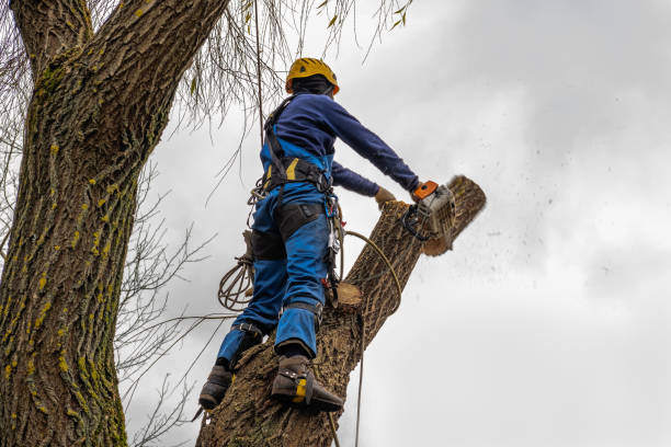 Best Tree Cabling and Bracing  in West Wood, UT