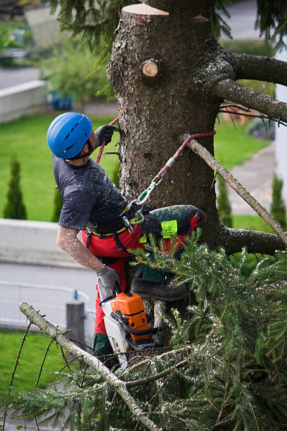 Best Arborist Consultation Services  in West Wood, UT