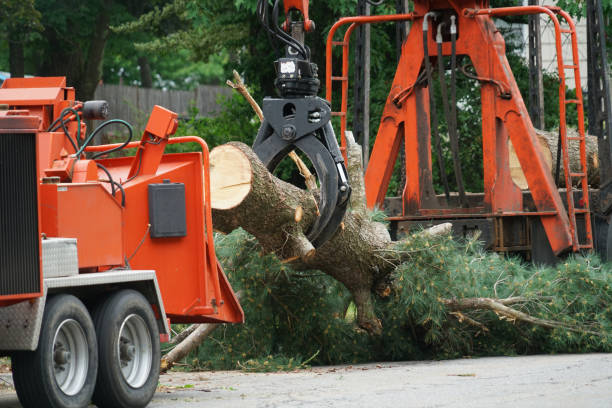 Best Tree Disease Treatment  in West Wood, UT