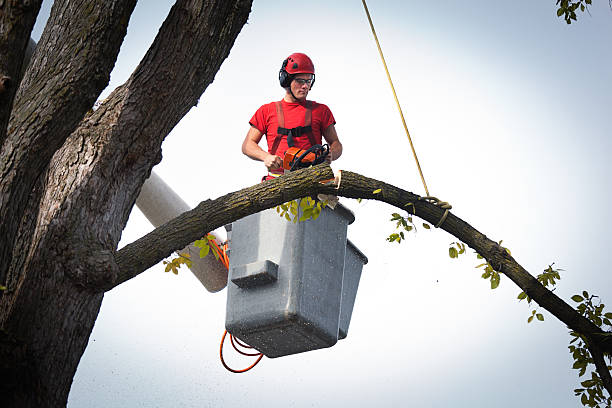 Best Tree Mulching  in West Wood, UT