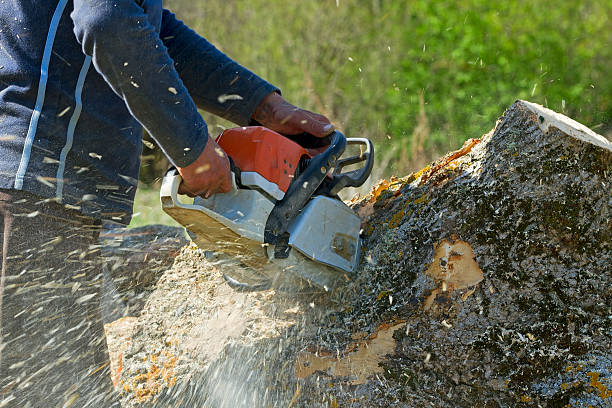 Best Tree Trimming and Pruning  in West Wood, UT